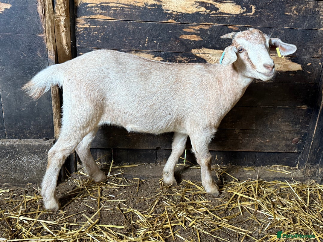 Goats livestock for sale: Nanny Boer goats for sale  - Image 7