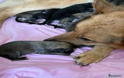 German Shepherd dogs for sale: German shepherd puppies  - Image 10