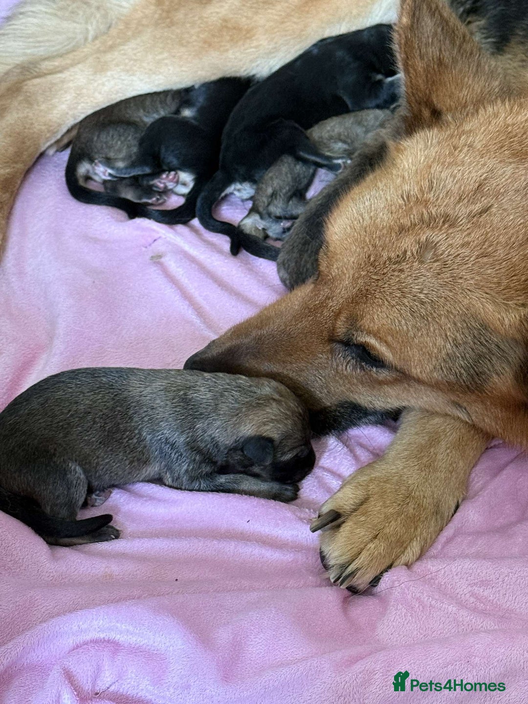 German Shepherd dogs for sale: German shepherd puppies  - Image 10
