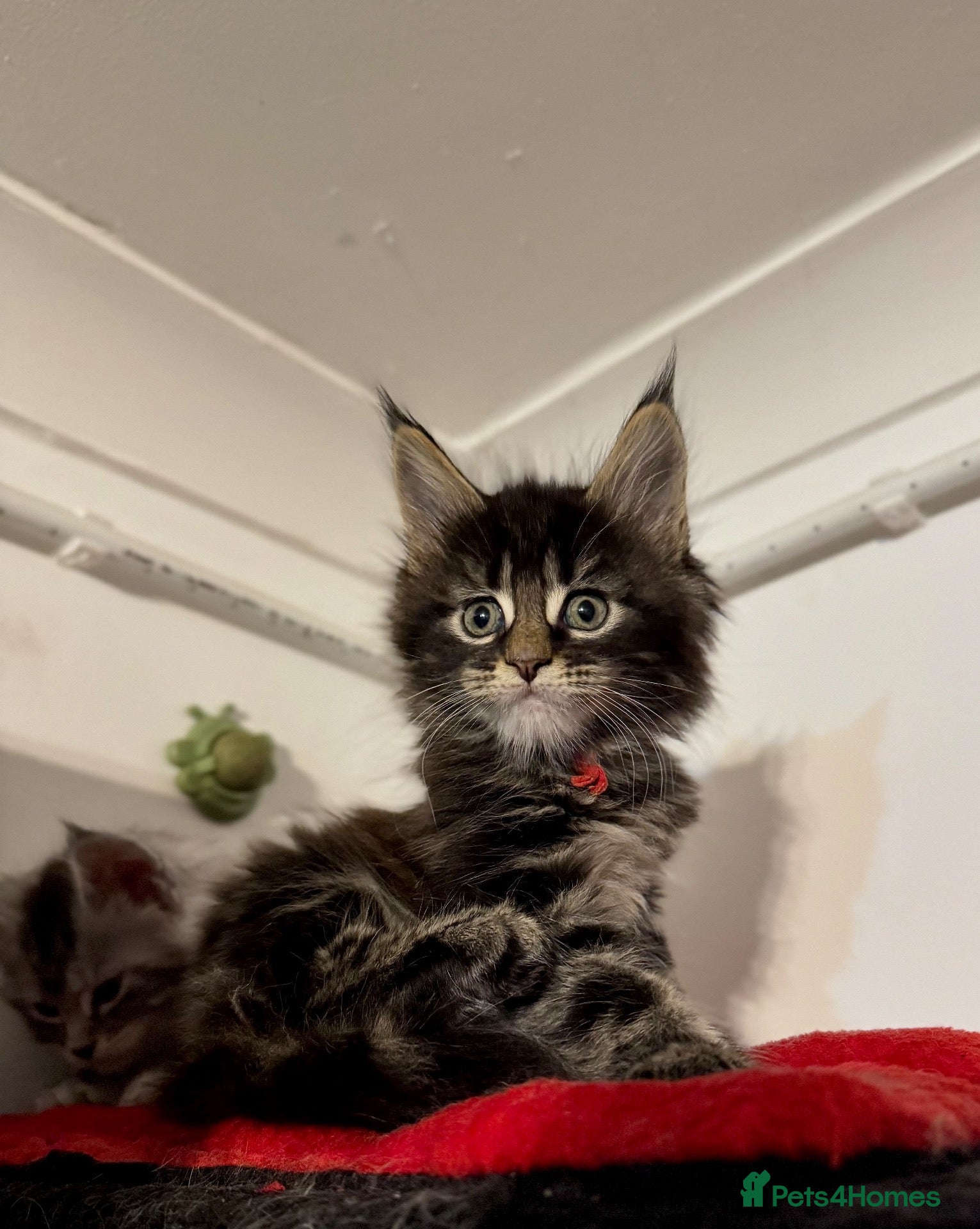 Maine Coon cats ACTIVE tica Maine coon kittens - Advert 3