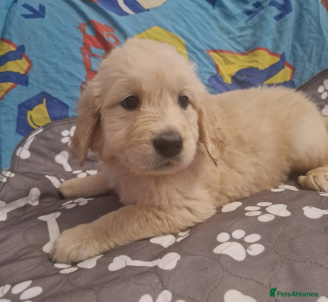 Golden Retriever dogs for sale: KC Golden Retriver READY 20Th December  - Advert 7