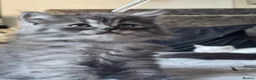 British Longhair cats for sale: BLH AND BSH kittens - Advert 1