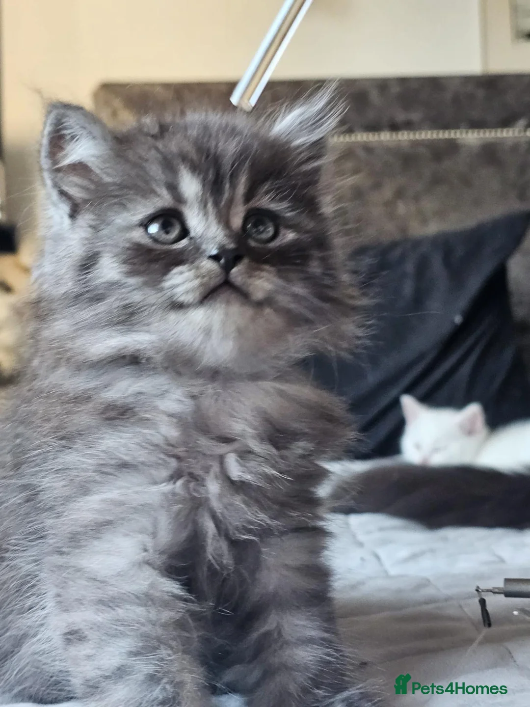 British Longhair cats for sale: BLH AND BSH kittens - Advert 1