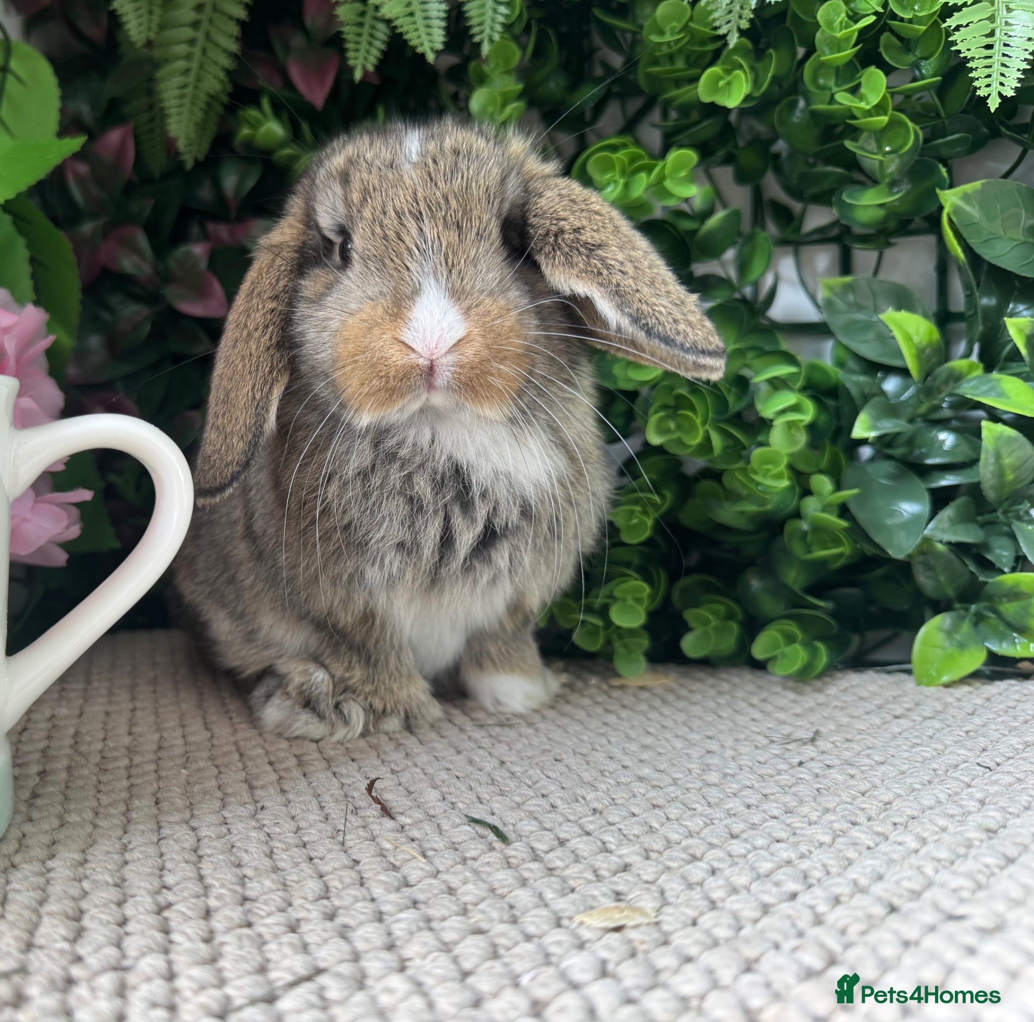 Mini Lop rabbits 1 mini lop girl ready to go  - Advert 1