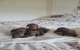 Miniature Dachshund dogs for sale: Miniature Dachshund puppies  in Bathgate - Image 3