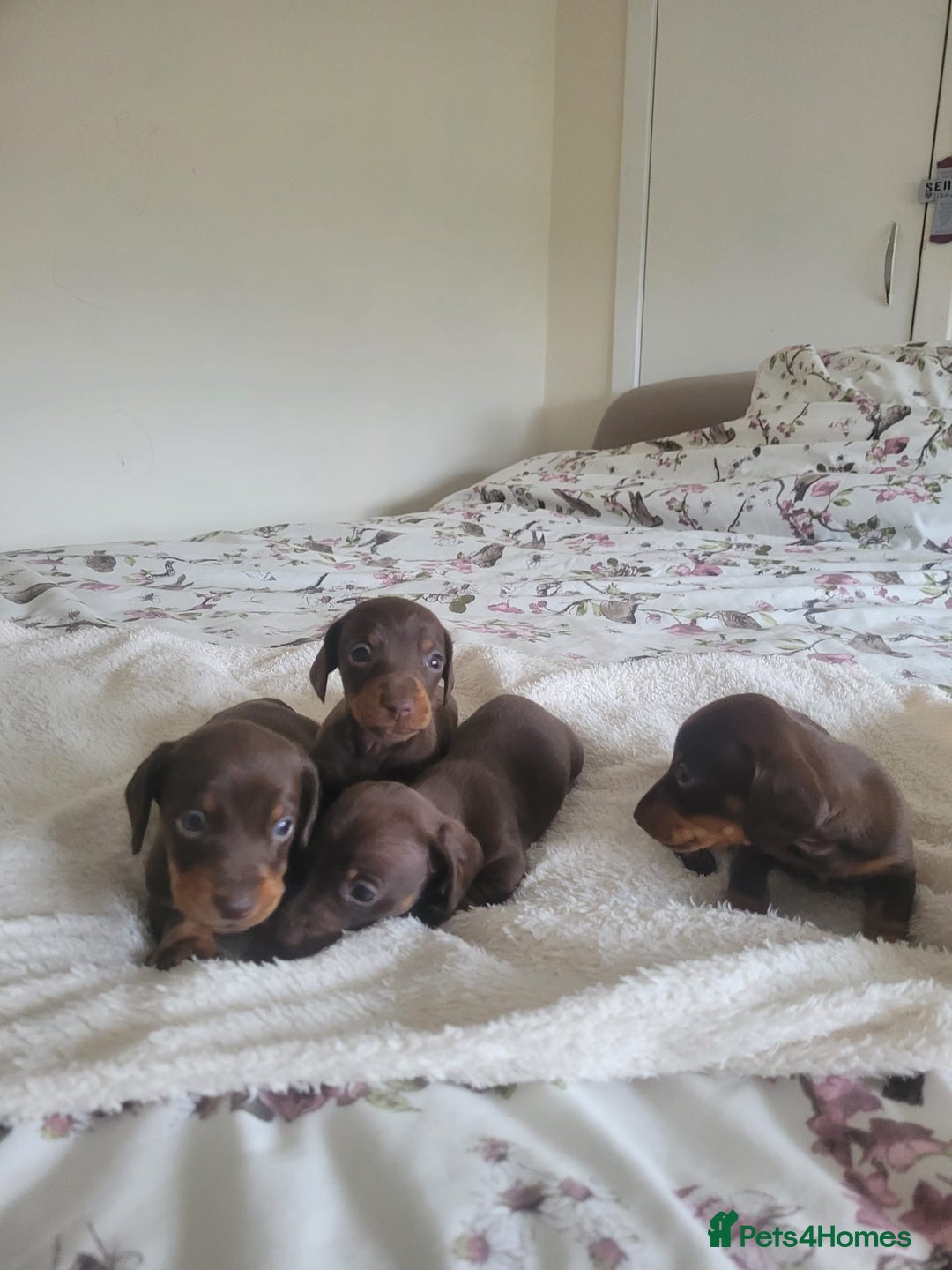 Miniature Dachshund dogs for sale: Miniature Dachshund puppies  in Bathgate - Image 3