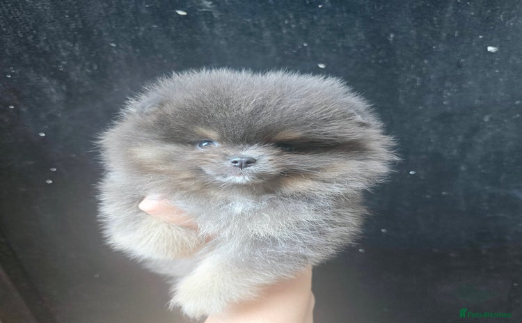 Pomeranian dogs - Advert 5