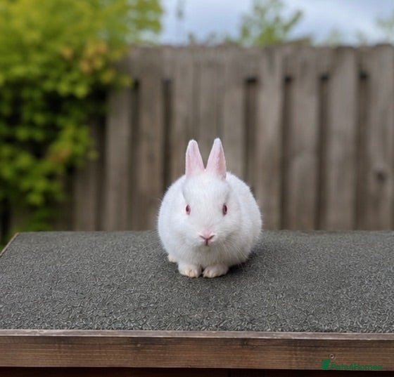 Netherland Dwarf rabbits ❤️ 1 REW GIRL - Beautiful Pure Netherland Dwarf - Advert 2