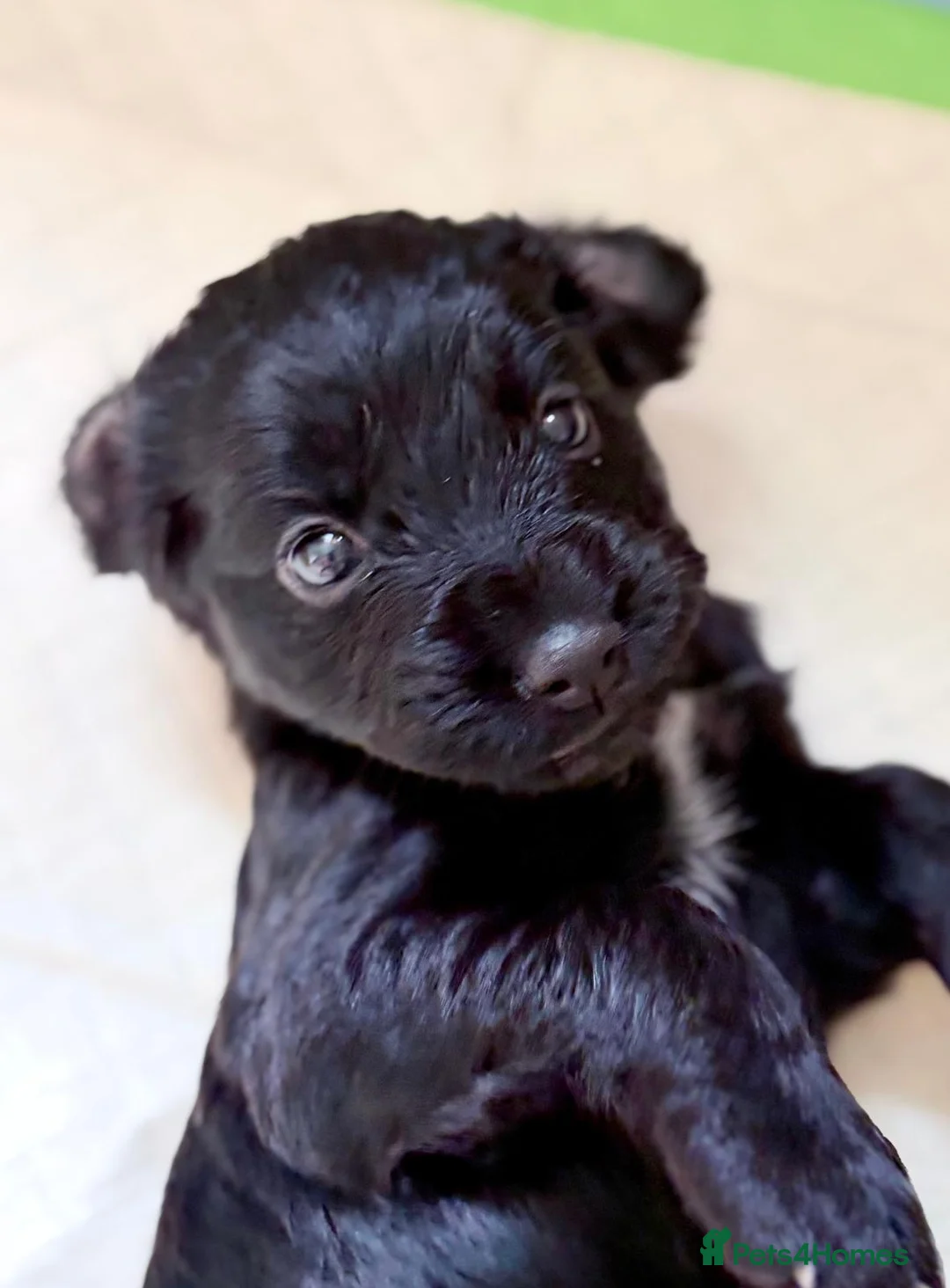 Sprocker dogs for sale: Beautiful Sprocker Spaniel Girls Available - Advert 11