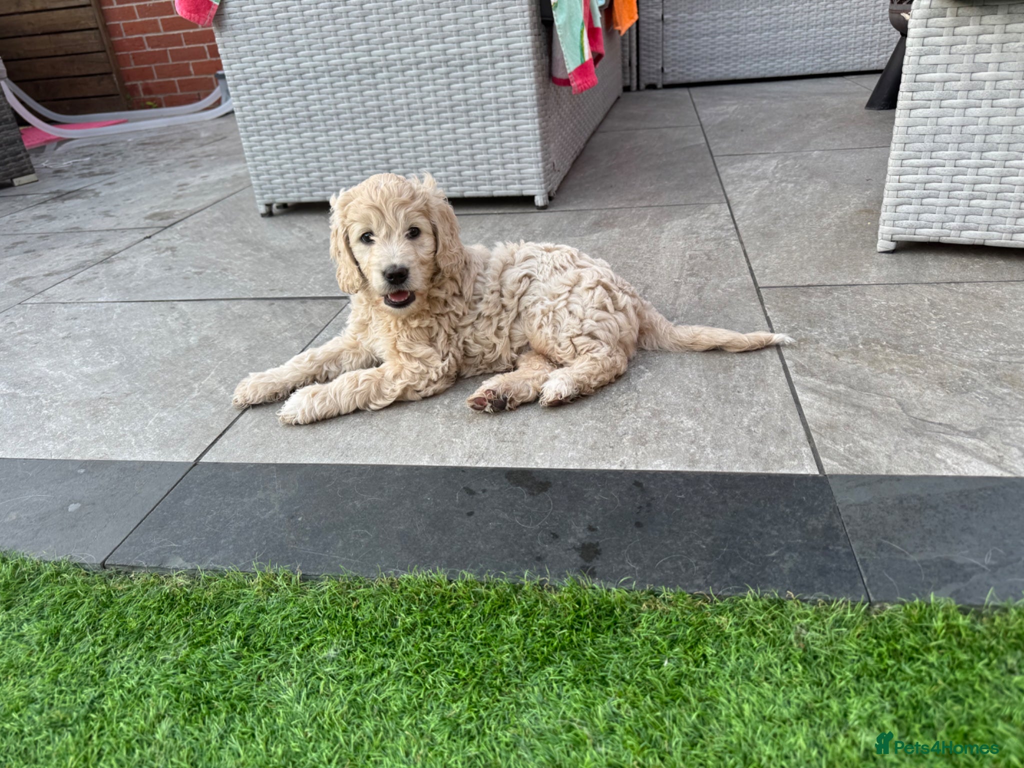 Goldendoodle dogs READY NOW!Beautiful F1 mini Goldendoodle Girl - Advert 3