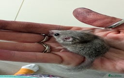 Sugar Glider rodents for sale: 4 adults& babies squirrells/pigmy door mice - Image 5