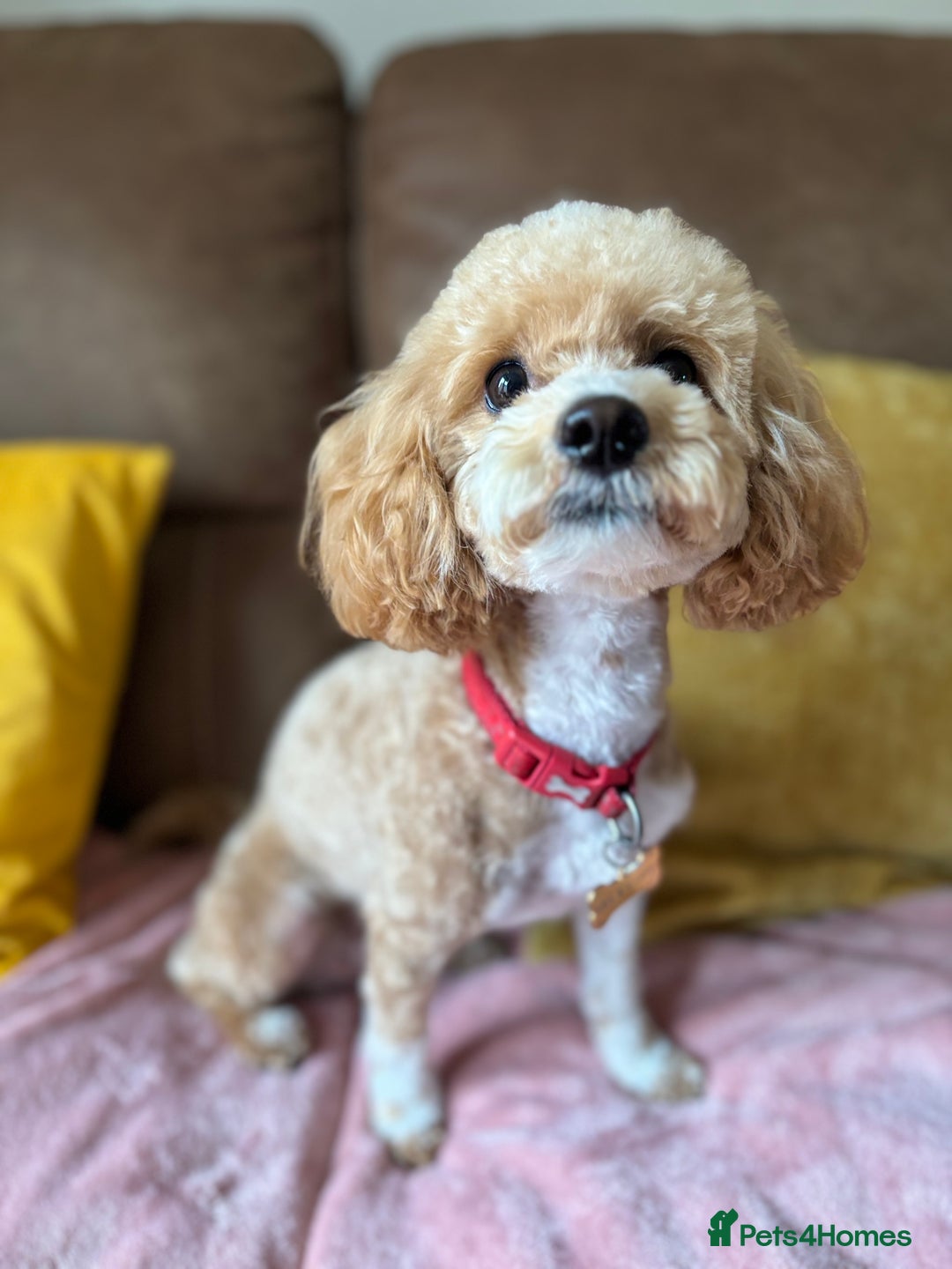 Maltipoo dogs for sale: 🌟Stunning Litter of Teddy🧸DNA tested Maltipoos  - Advert 14