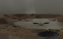 Scottish Fold cats for sale: Purebred Scottish kittens - Image 9