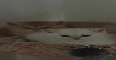 Scottish Fold cats - Advert 10