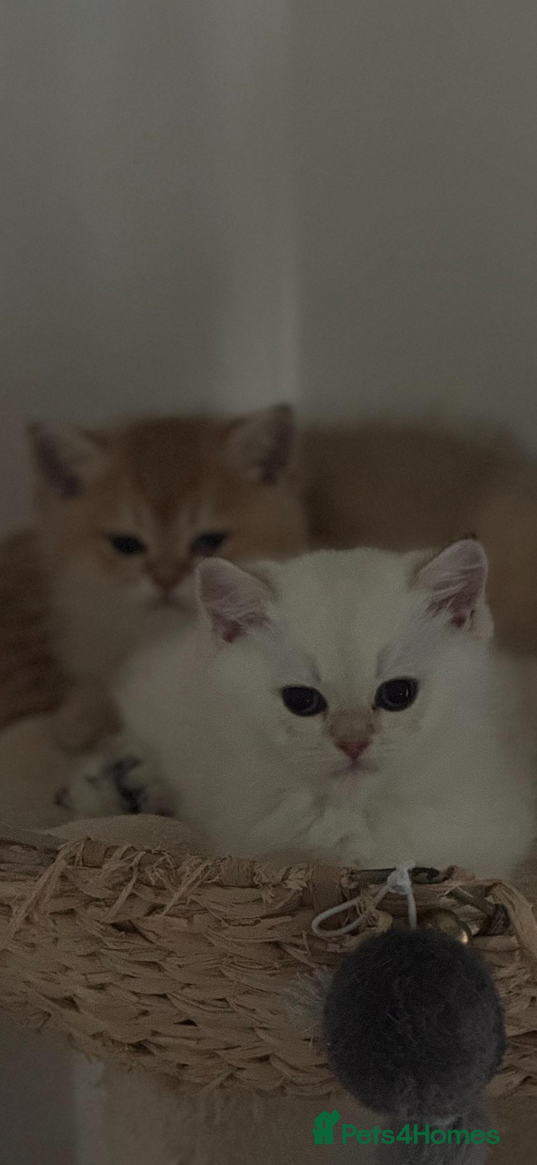 Scottish Fold cats for sale: Purebred Scottish kittens - Image 9