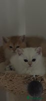 Scottish Fold cats - Advert 1