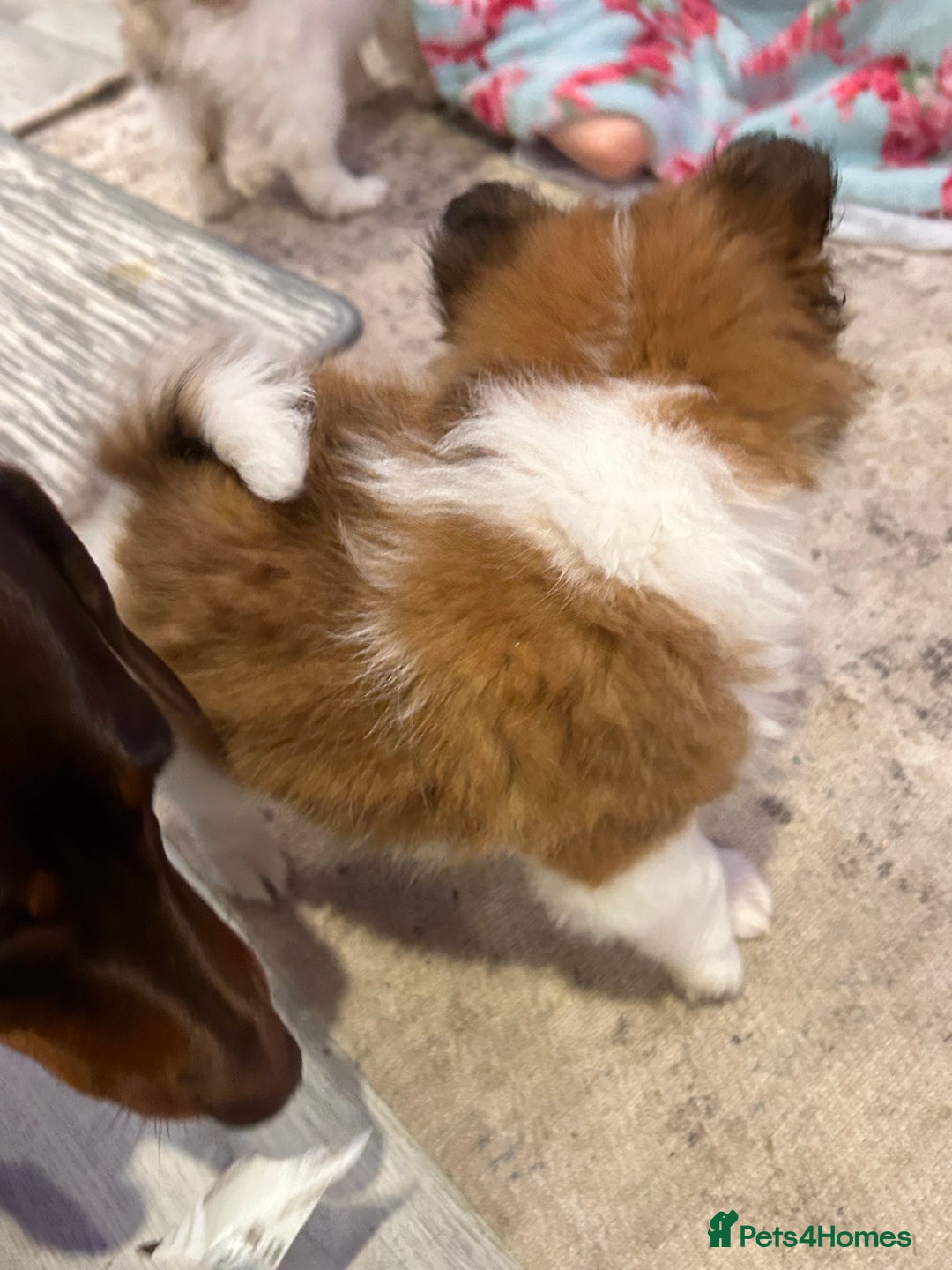 Mixed Breed dogs for sale: German spitz cross - Advert 4
