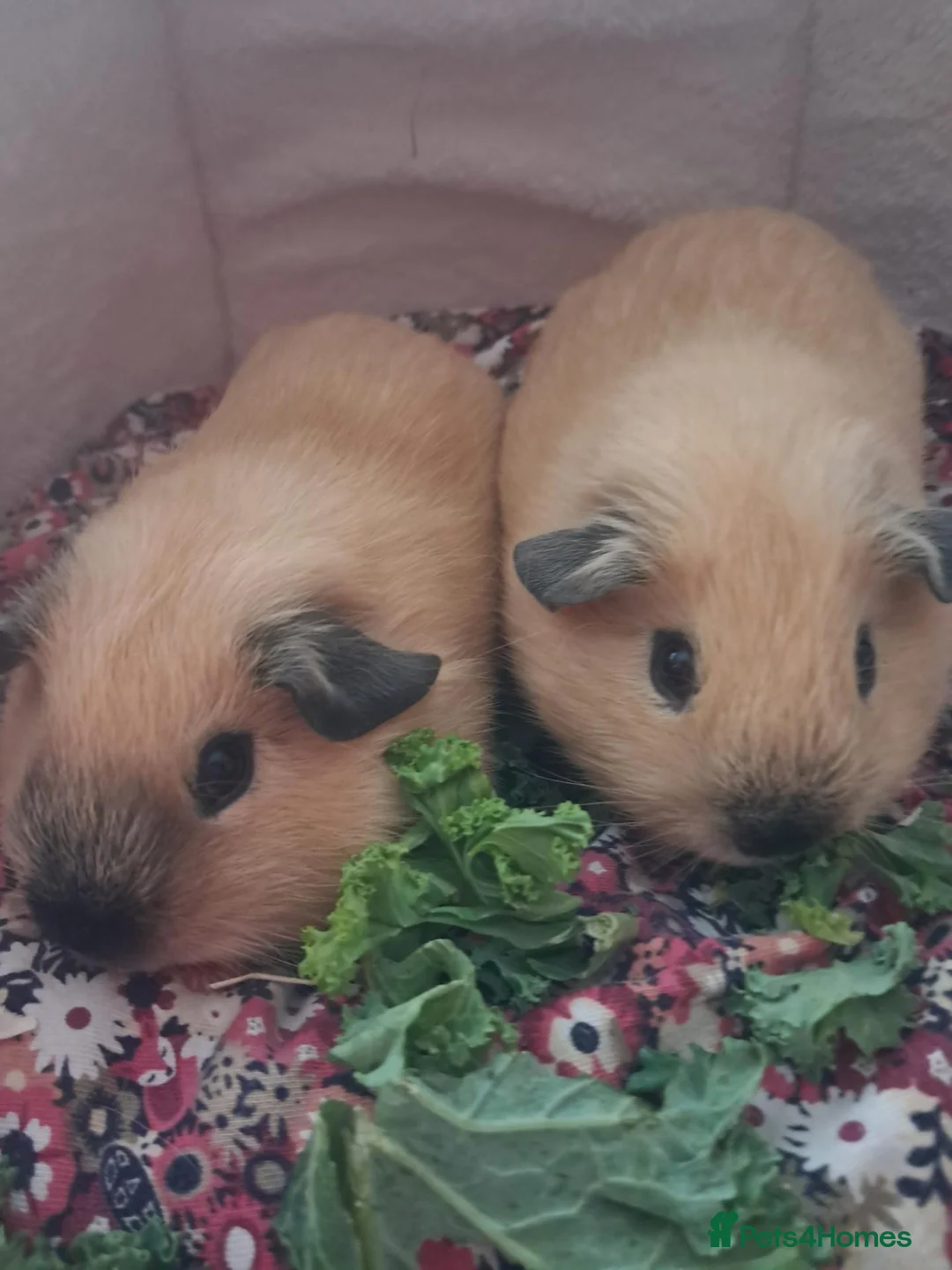 Guinea Pig rodents for sale: PURE CALIFORNIAN BABY GUINEA PIGS - Advert 3