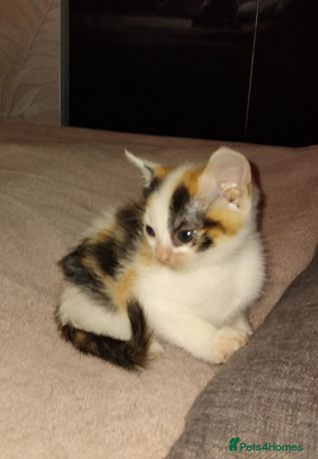 Mixed Breed cats for sale: Adorable kitten seeking a loving home - Advert 2