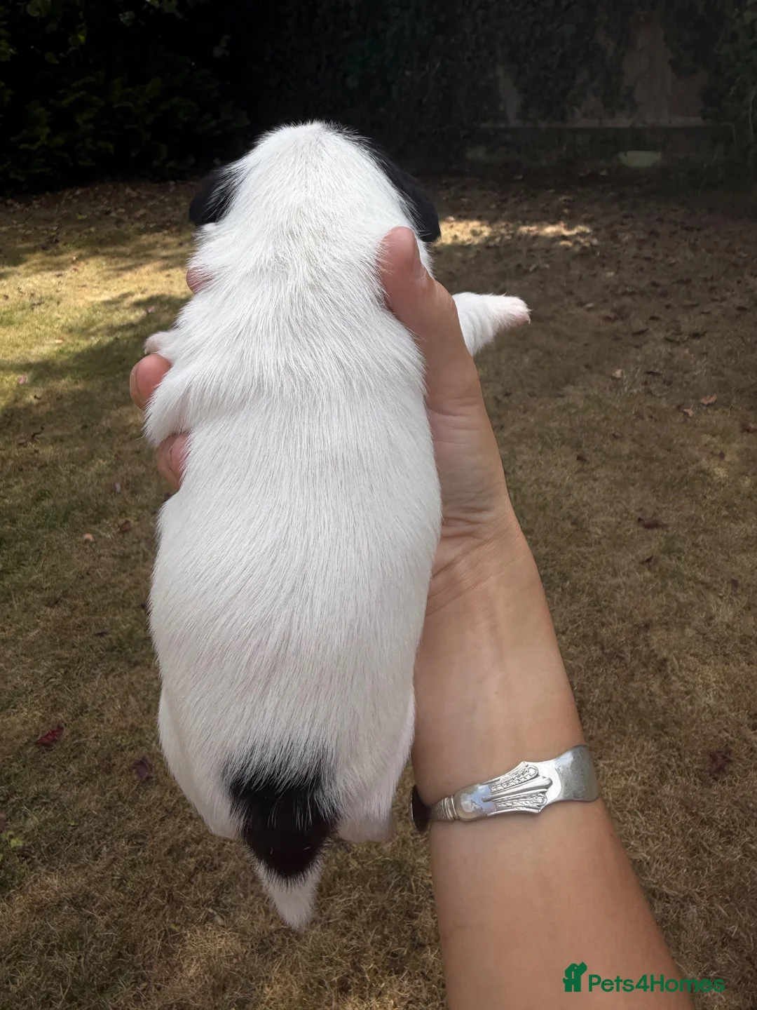 Jack Russell dogs for sale: Jack Russell puppies  - Advert 5