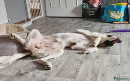 Mixed Breed dogs for adoption: FLOSSIE  - Advert 6