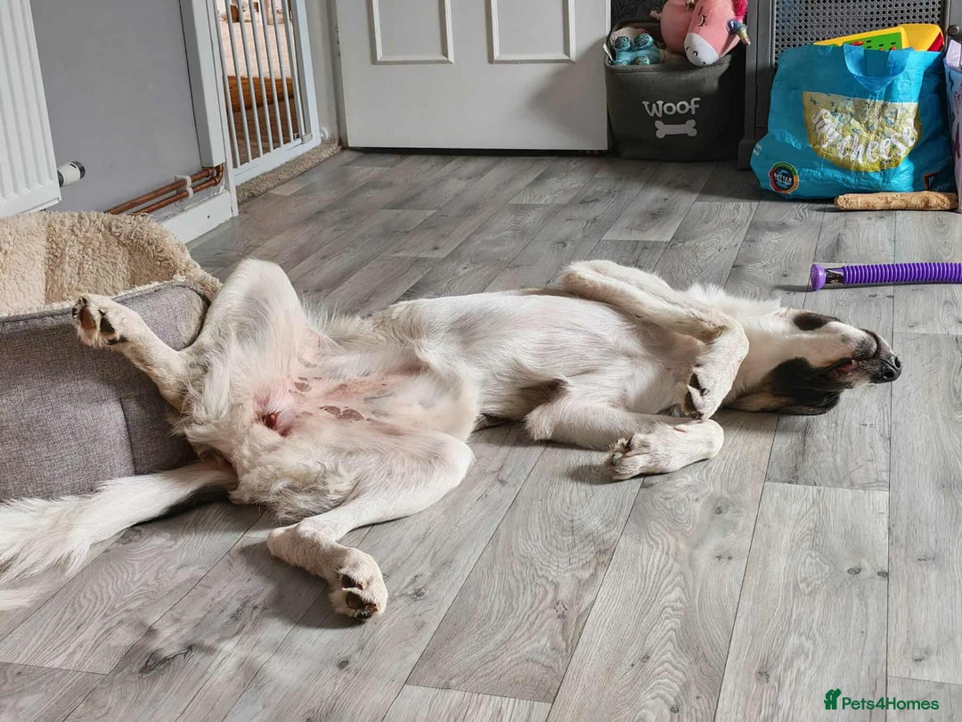 Mixed Breed dogs for adoption: FLOSSIE  - Advert 6