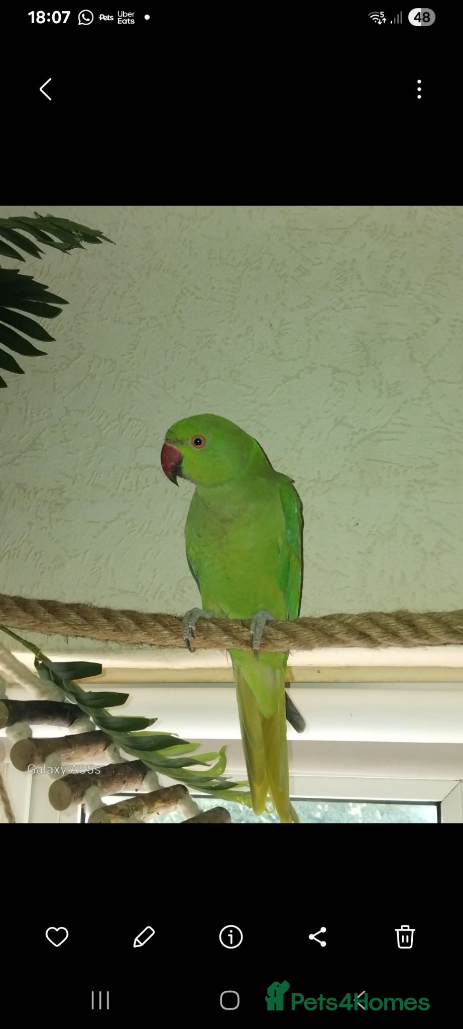 Ringnecks birds Ringneck parakeet - Advert 11