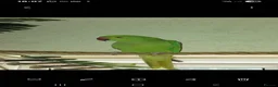 Ringnecks birds for sale: Ringneck parakeet - Advert 1