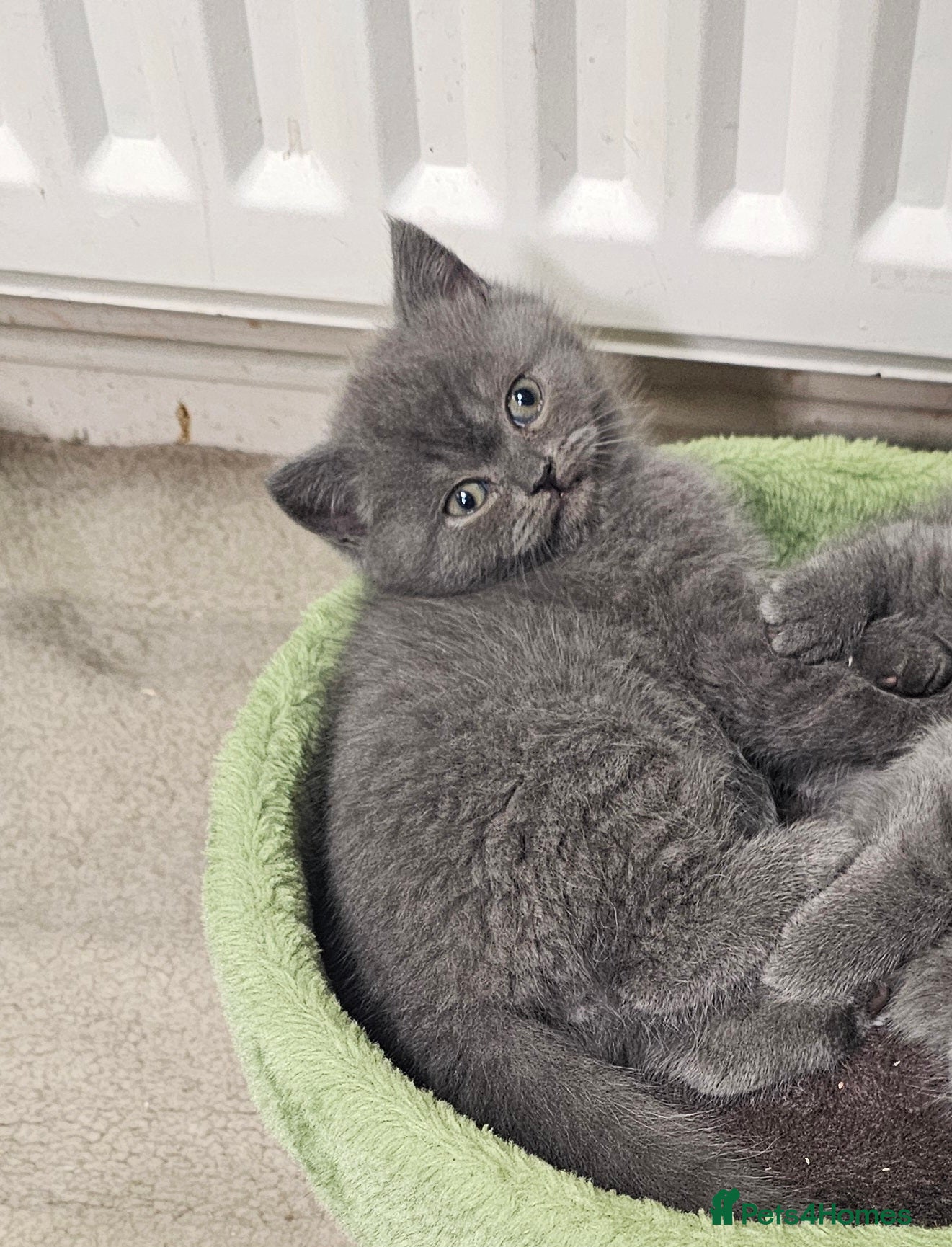 British Shorthair cats Purebred  British shorthair kittens  - Advert 14