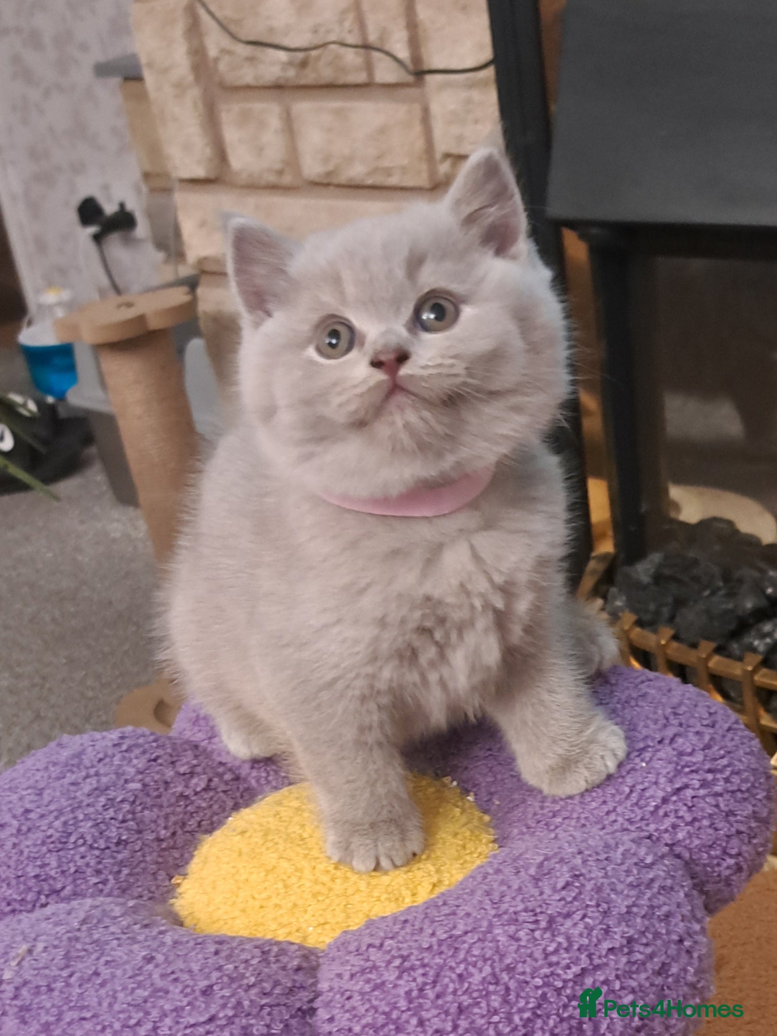 British Shorthair cats Chunky BSH&BLH kittens - Advert 1