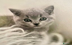 British Shorthair cats for sale: Two cuddly blue boys from loving family home - Image 23