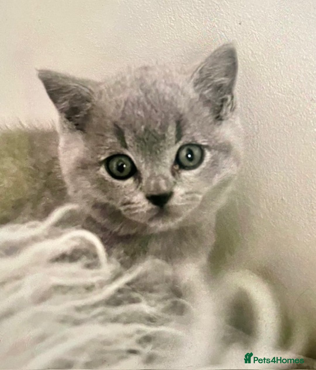 British Shorthair cats for sale: Two cuddly blue boys from loving family home - Image 23