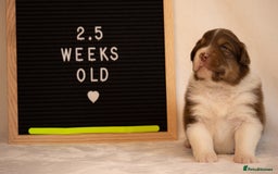 Australian Shepherd dogs for sale: KC Australian Shepherd Puppies  - Image 19