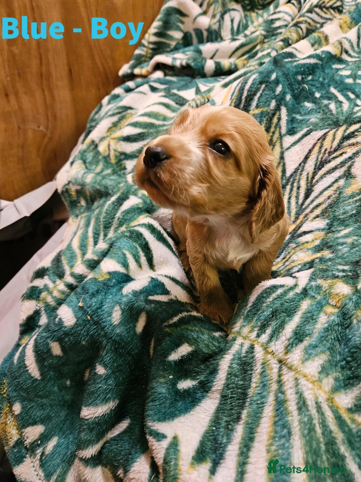 Cocker Spaniel dogs Stunning show KC Registered Cocker Spaniel pups - Advert 14