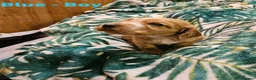 Cocker Spaniel dogs for sale: Stunning show KC Registered Cocker Spaniel pups in Omagh - Advert 4