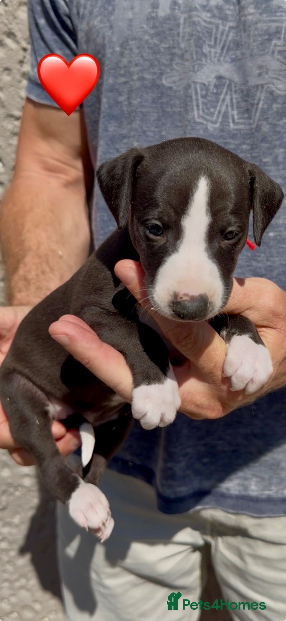 Whippet dogs KC reg healthy, sweet, gentle whippet pups - Advert 1