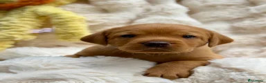 Labrador Retriever Blue