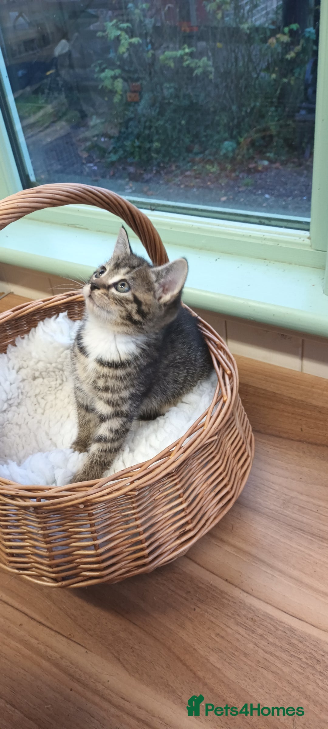 Mixed Breed cats for sale: GORGEOUS KITTENS FOR SALE - Advert 6