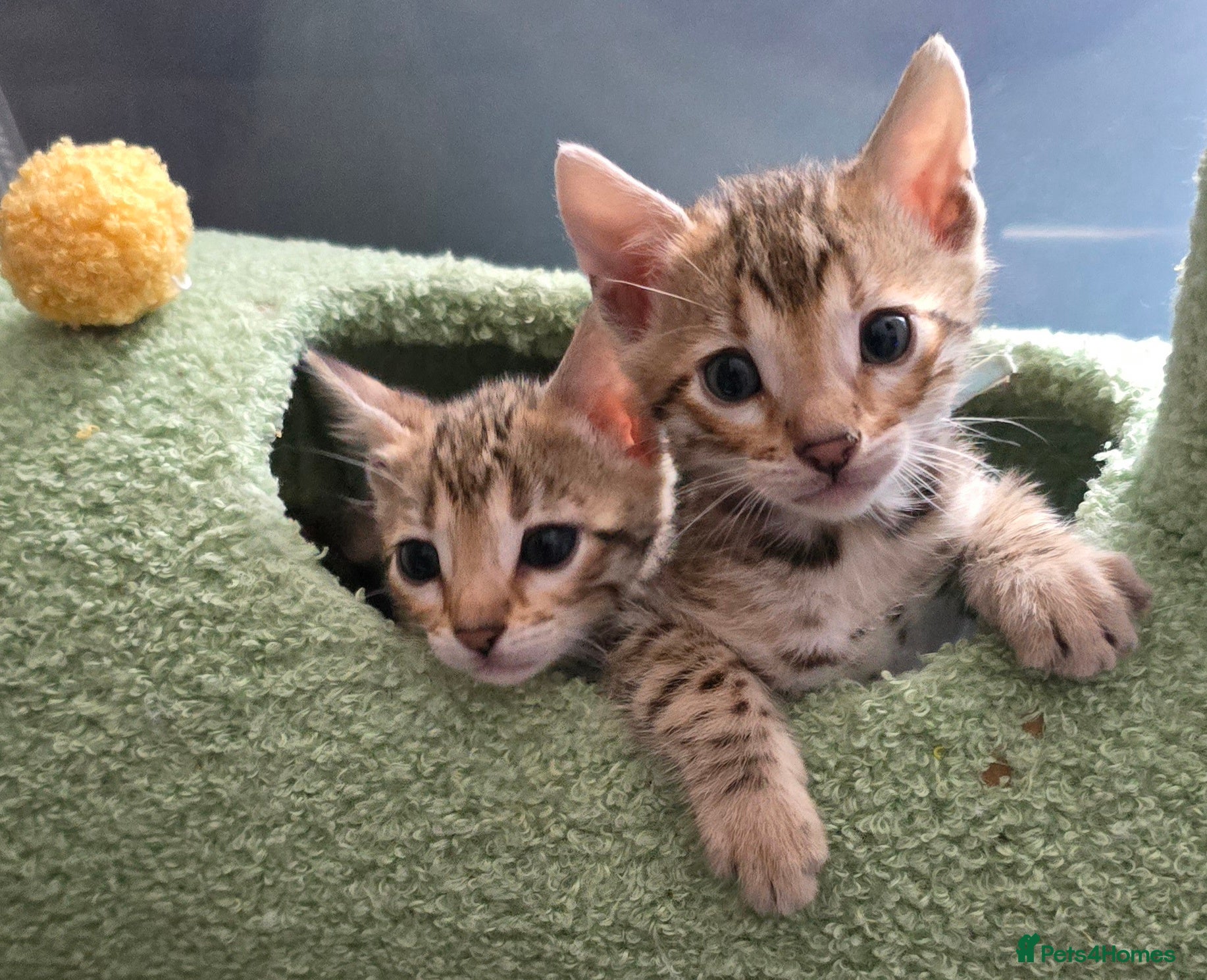 Bengal cats 2 TICA brown bengal kittens ready for reservation! - Advert 2
