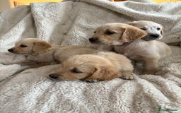 Golden Retriever dogs for sale: Golden retriever puppy Available 🐶🐾🦴  - Image 32