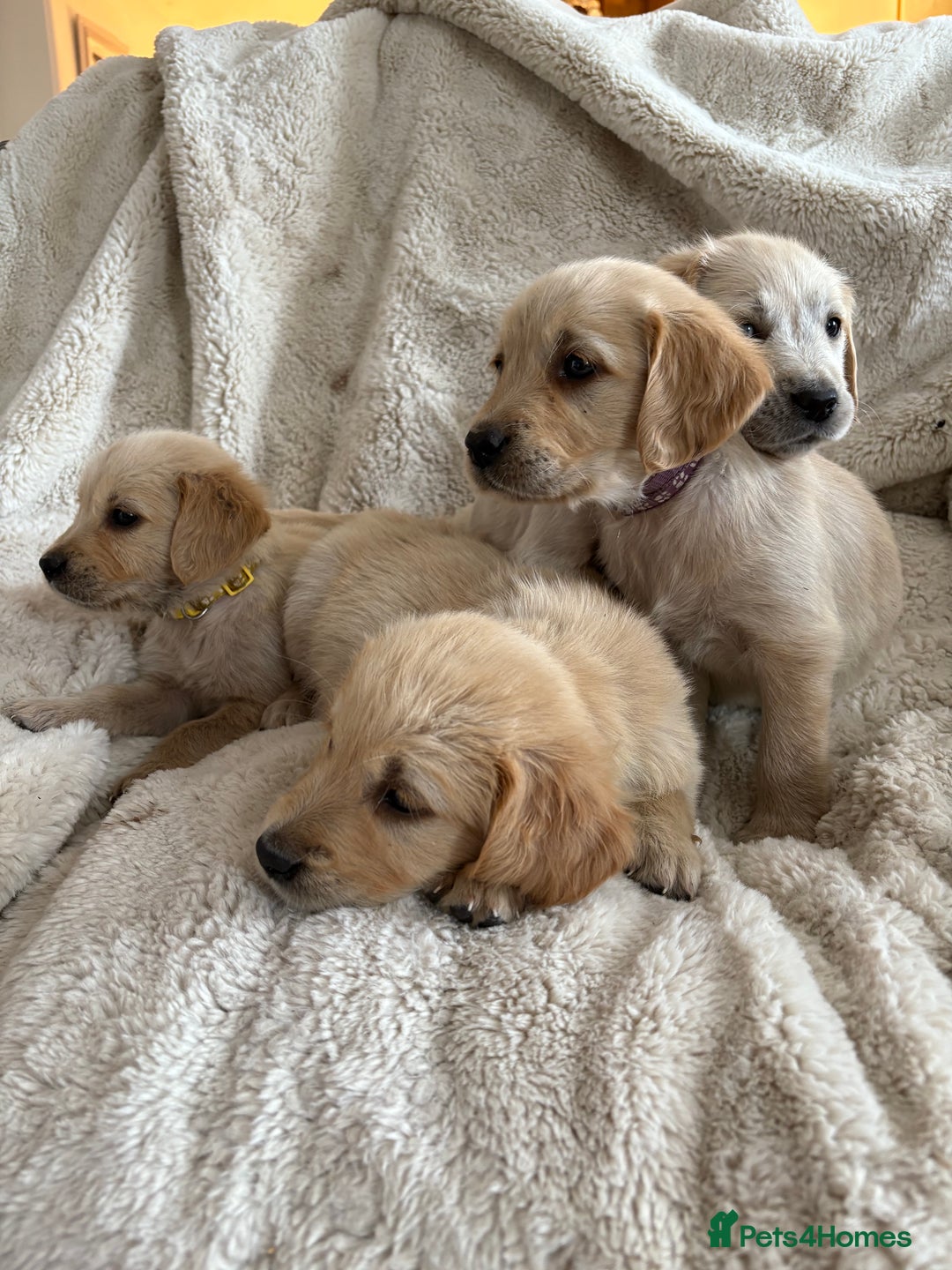 Golden Retriever dogs for sale: Golden retriever puppy Available 🐶🐾🦴  - Image 32