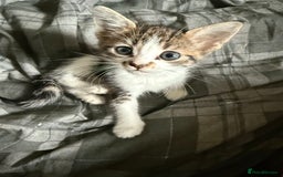 Bengal cats for sale: half bengal kittens  - Image 5
