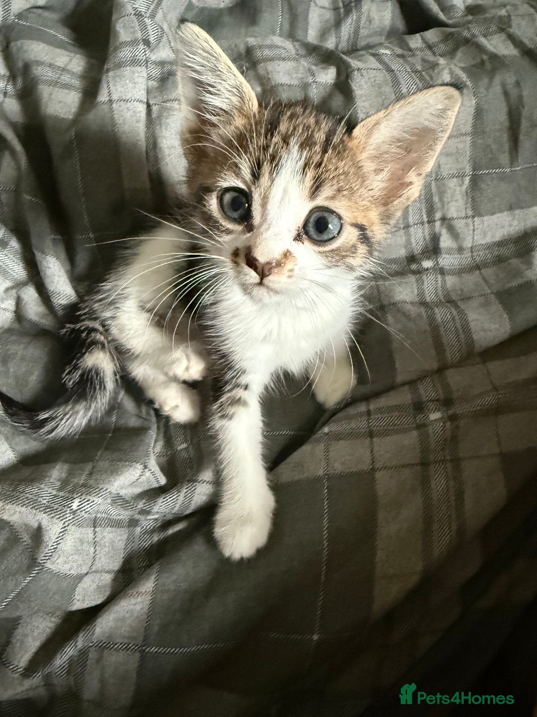 Bengal cats for sale: half bengal kittens  - Image 5