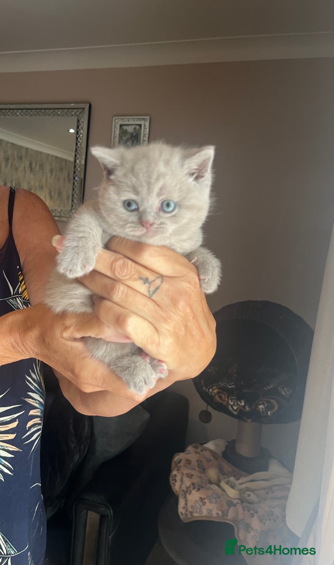 British Shorthair cats for sale: Female lilac fully health checked bsh - Image 6