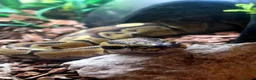 Python Snake reptiles for sale: Ball python in Newark - Advert 2