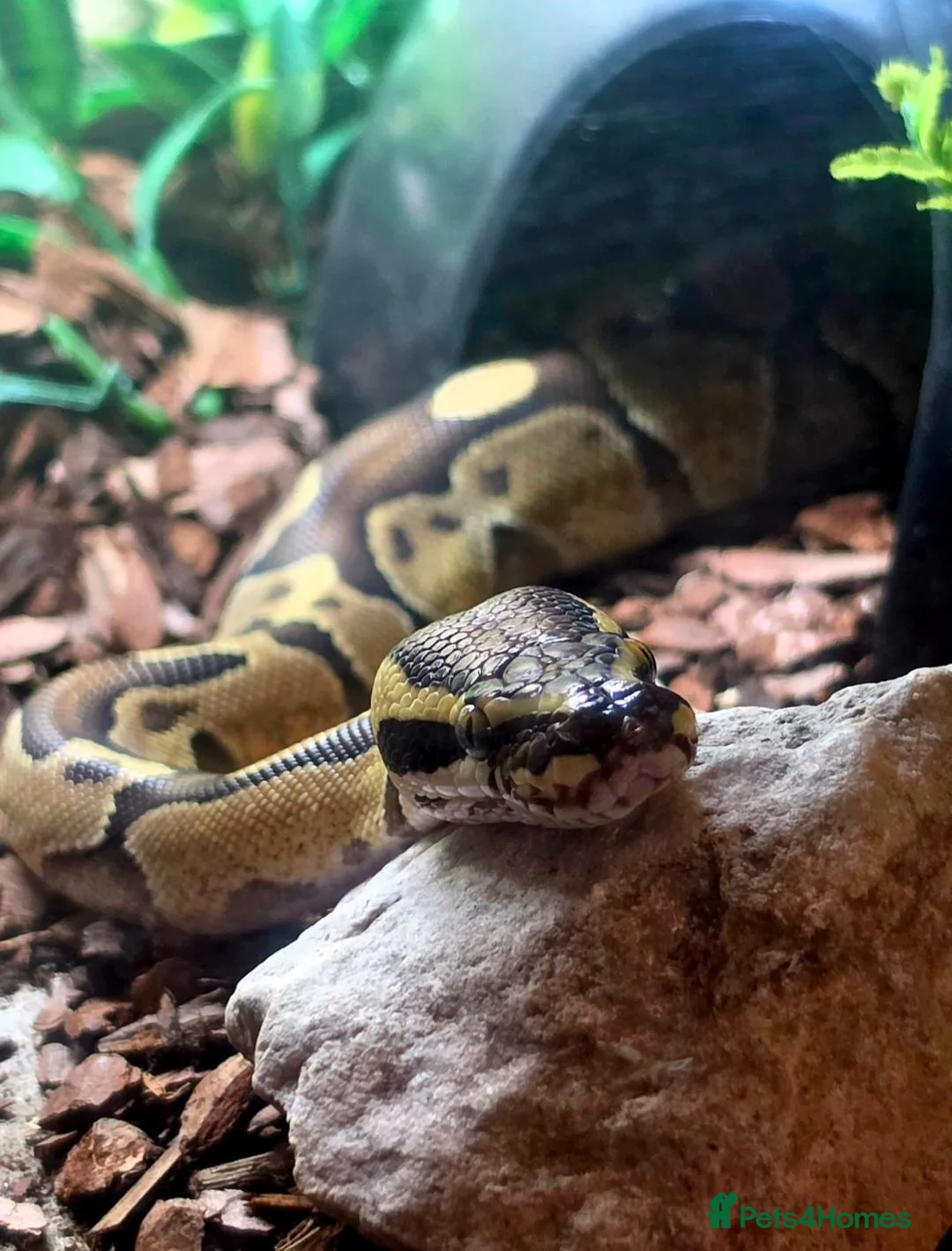 Python Snake reptiles for sale: Ball python in Newark - Advert 2
