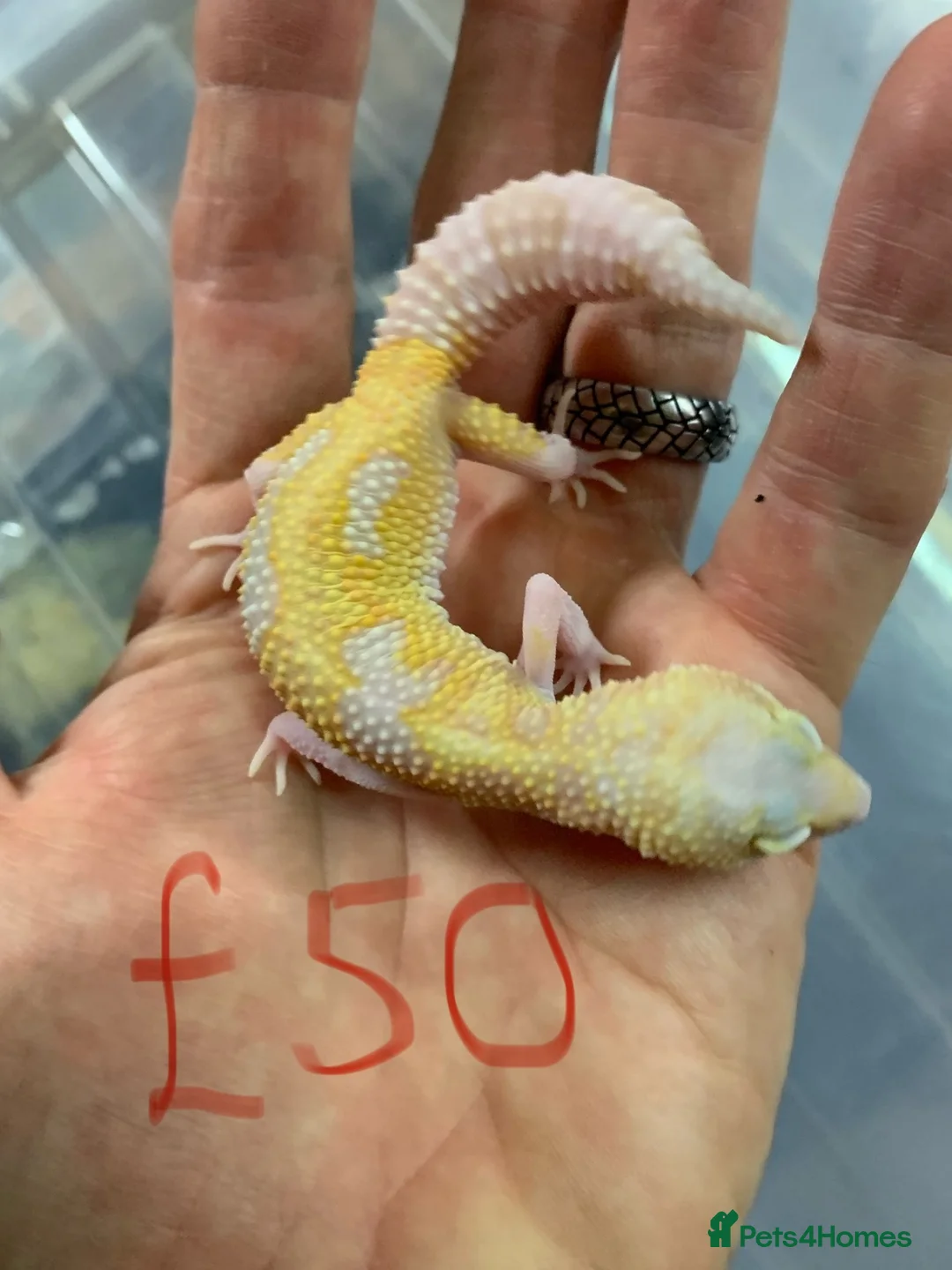 Leopard Gecko reptiles for sale: Albino leopard geckos cb26 in Gloucester - Advert 1