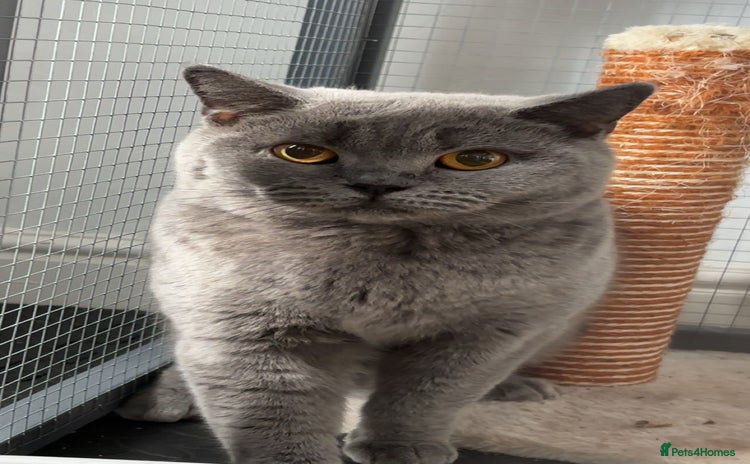 British Shorthair cats - Advert 13