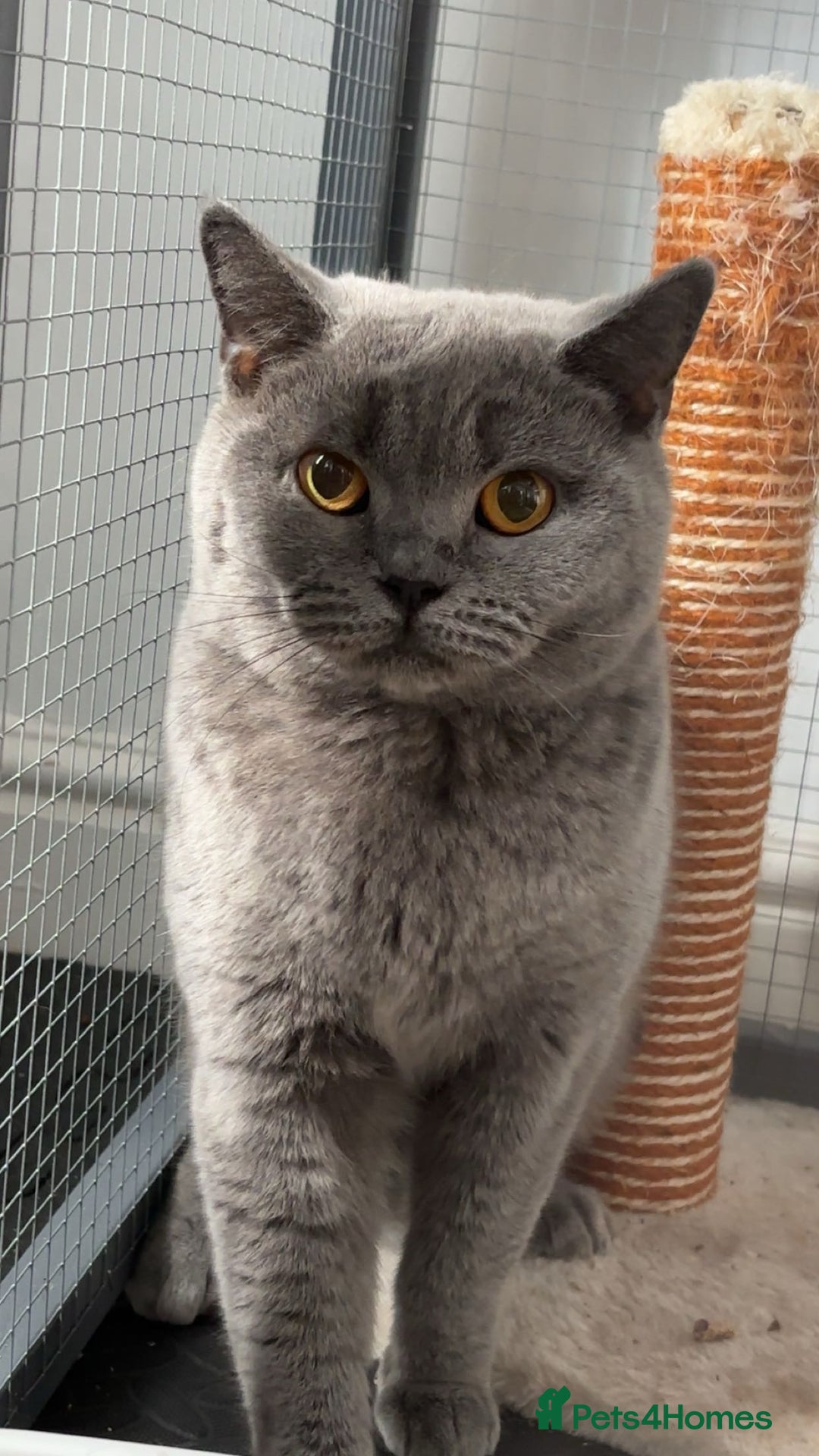 British Shorthair cats for sale: GCCF Registered British Shorthair  - Image 1