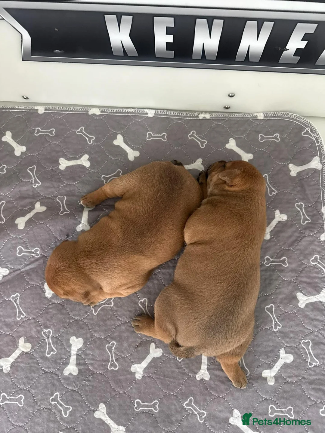 Staffordshire Bull Terrier dogs for sale: Red Staffordshire bull Terrier male  in Middlesbrough - Advert 1